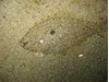 Photo of Speckled Sanddab - Citharichthys stigmaeus
